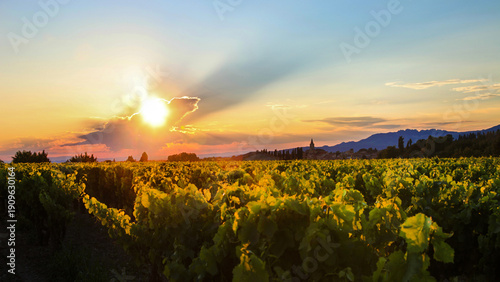 Foto sunset in the vineyard, Vaucluse; Provence-Alpes-Côte d’Azur