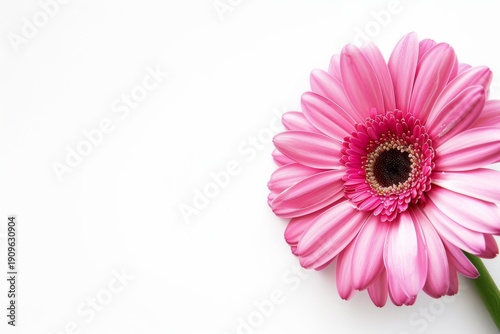 Pink Gerbera Daisy Close Up Isolated on White Background Floral Banner Template