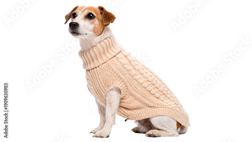Photos A small dog wearing a knitted sweater isolated on transparent background