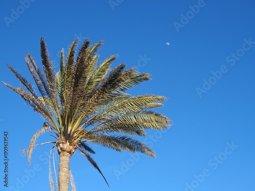 Palme vor blauem HImmel und Mond