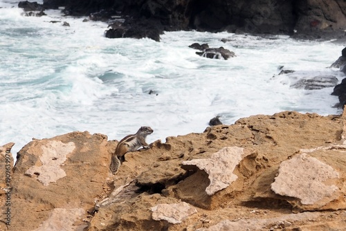 Atlashörnchen an der Atlantikküste, Fuerteventura, Kanarische Inseln