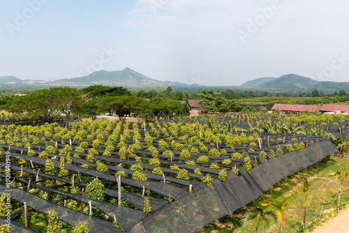 Kampot pepper being farmed in the Kampot region - an overview of the pepper farm from above. 