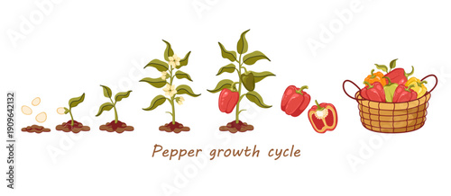 Pepper growth cycle. Vector illustration showing the stages of plant development from seed to harvest, isolated on white background.