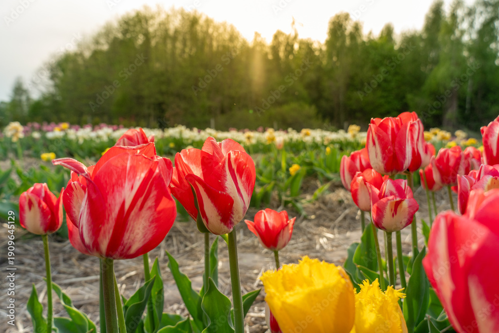 Obraz premium Vibrant Tulip Field at Sunset Showcasing Nature's Colorful Artistry in a Serene Landscape