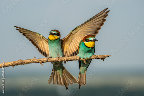 Foto European bee-eater.