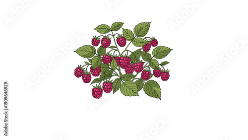 Detailed botanical illustration of a raspberry bush with ripe red berries and lush green leaves on white background.