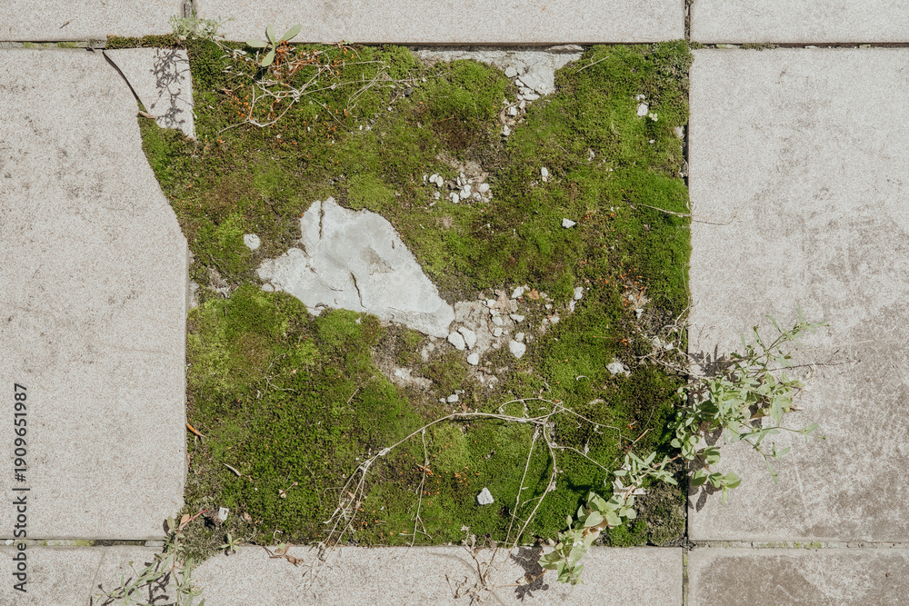 Ταπετσαρία Square tile with missing center and moss growth for nature reclaiming urban spac