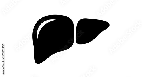 An illustration of liver and kidney organs in human body for medical education purposes with 4y7 (92) reference