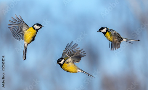 Natural animal design set of three brightly colored tits in different phases ...