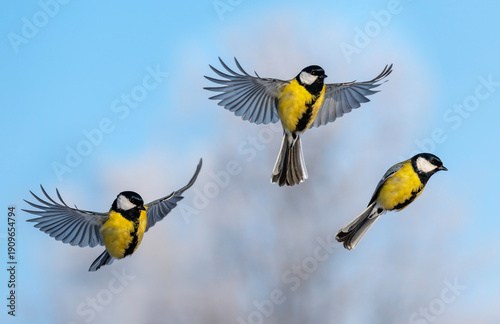 Natural animal design set of three tits birds flying against the blue sky