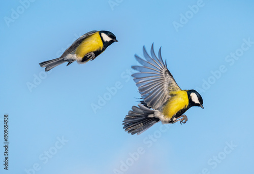 Natural design set of two bright tits birds in different phases of flight aga...