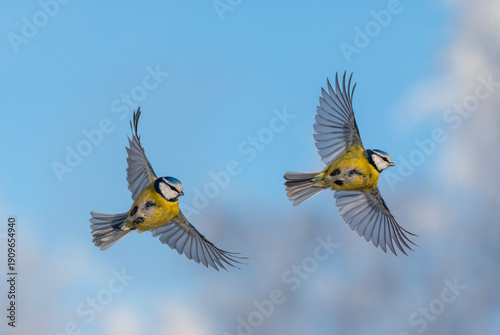 Canvas-taulu Two blue tits in flight phases with fused wings flying against the blue sky
