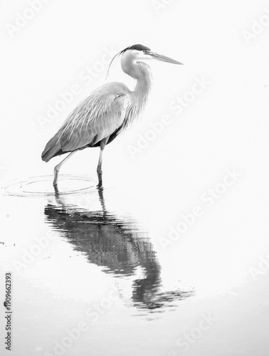 Obraz na plátně great blue heron