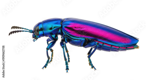 Photos Jewel beetle isolated PNG on transparent background, iridescent insect with vibr