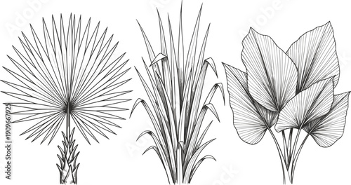 Three tropical plant illustrations, fan palm, reed grass, and broad leaf taro vector artwork for botanical design, decorative pattern, educational background