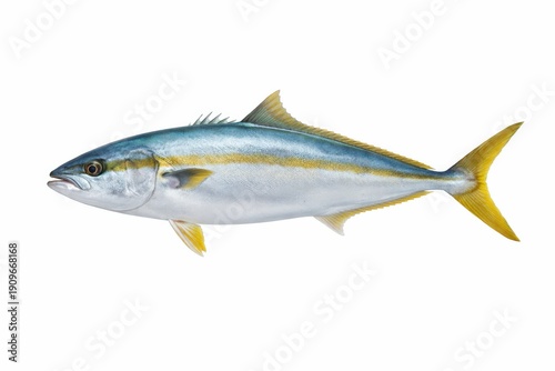 Yellowtail Amberjack: A Vibrant Marine Predator in Stunning Detail
