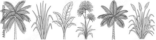 Six tropical plant illustrations, detailed botanical line art, exotic foliage drawing, palm and banana leaves artwork, elegant black and white sketch, decorative design element