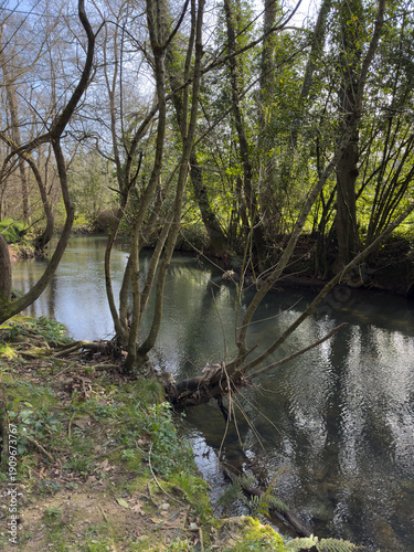 A forest creek with calm water, surrounded by early spring trees with the first green leaves