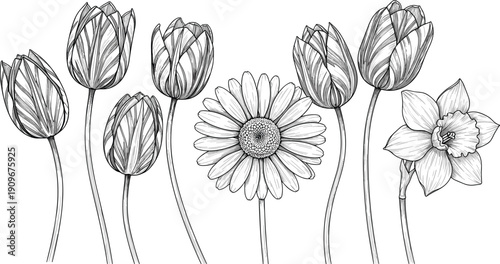 Vector illustration of tulip, daisy, and daffodil flowers in black-and-white line art symbolizing nature, botany, spring, and decorative design