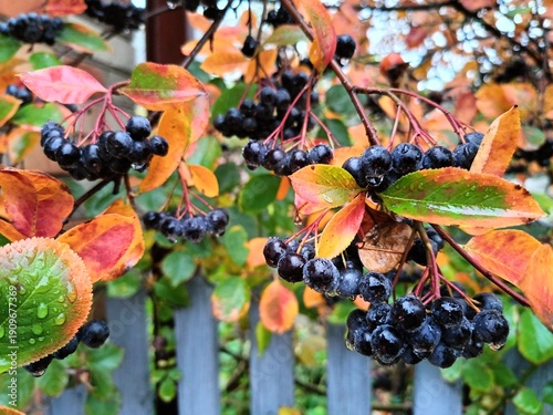 chokeberry branches in drops of autumn rain