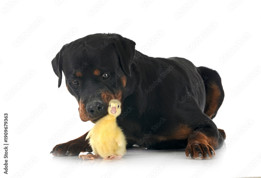 Fototapeta premium rottweiler and gosling