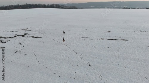 Two deers running across snowy winter field with visible tracks in the snow. Follow to roes jogging at rural environment. Dynamic movement of wild animals in a serene landscape during sunset time