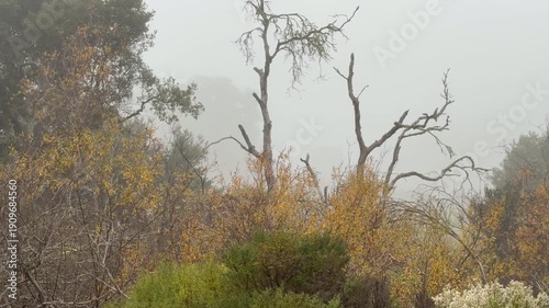 Wallpaper Mural Hawk on a tree in a foggy landscape with copy space Torontodigital.ca