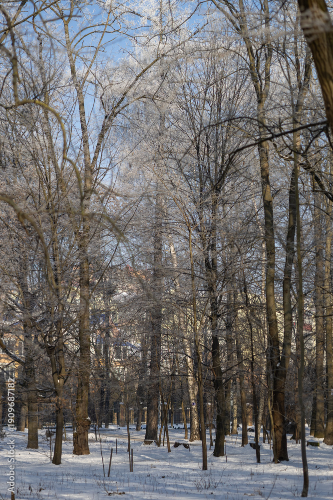 Fototapeta premium Winter forest on a sunny day