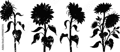 Sunflower silhouettes with leaves and stems in different natural poses and growth stages