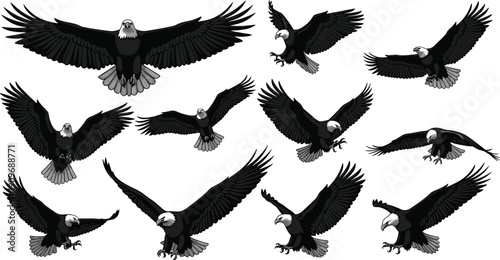 Vector illustration of bald eagles in black-and-white line art showing dynamic flight positions symbolizing freedom, strength, and wildlife education