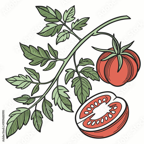 A detailed illustration of a tomato plant with ripe and sliced tomatoes.