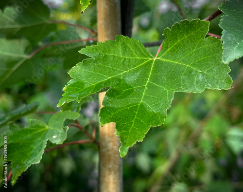 Acer rubrum Fairview Flame Red Maple Green Leaves Close Up