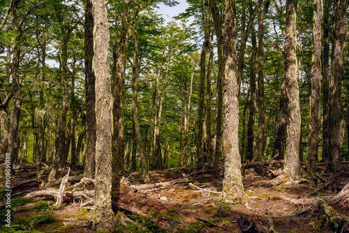Wallpaper Mural forest near ushuaia patagonia terra del fuego forest Torontodigital.ca