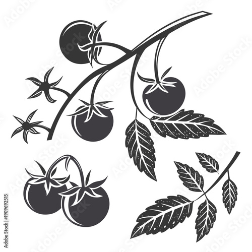 A black and white illustration of a tomato plant with ripe and unripe tomatoes