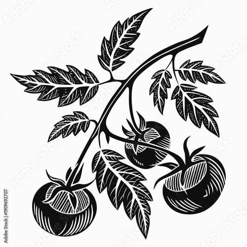 An intricate black and white illustration of a tomato plant with leaves and fruit.