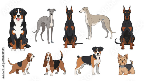 Comprehensive collection of various dog breed illustrations including Greyhound, Basset Hound, and Bernese Mountain Dog.