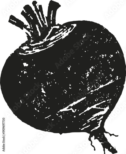 Black and white beetroot illustration root vegetable detailed sketch with leaves removed