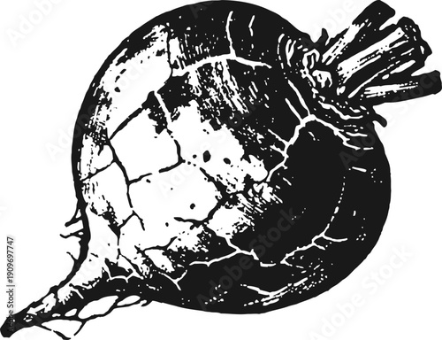 Vintage beetroot illustration hand drawn root vegetable with leaves, engraved garden food sketch