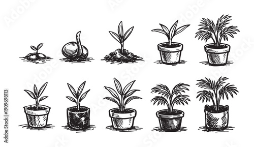 Hand drawn illustration showing plant growth stages from seed to full plant in pots. Black and white illustration. Perfect for gardening, botany, lifecycle concepts.