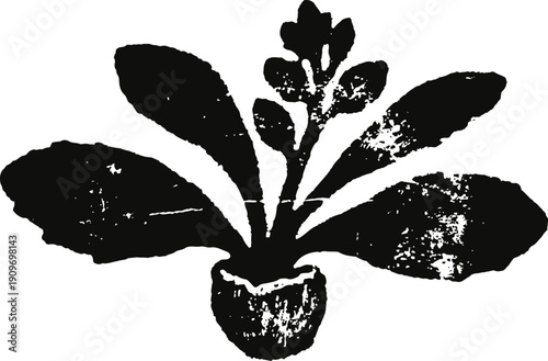 Illustration of a plant with broad leaves and a small root base in black ink