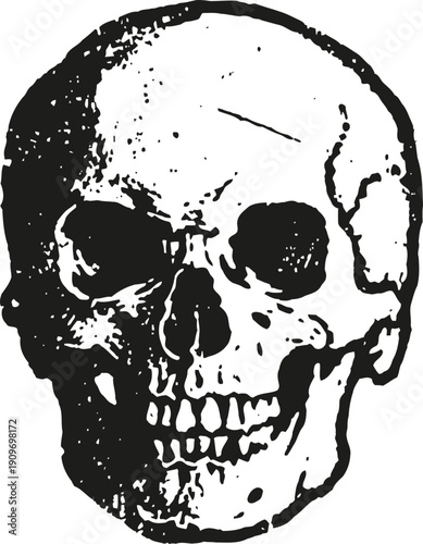 hand drawn human skull illustration black and white detailed anatomy vintage