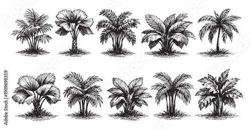 Collection of various hand-drawn palm tree sketches. Black and white vector illustration ideal for backgrounds, patterns, logos, or designs requiring a tropical theme.