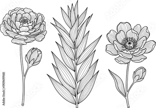 Vector illustration of flowering and leafy plants in black-and-white line art symbolizing botany, nature, education, growth, and decorative design
