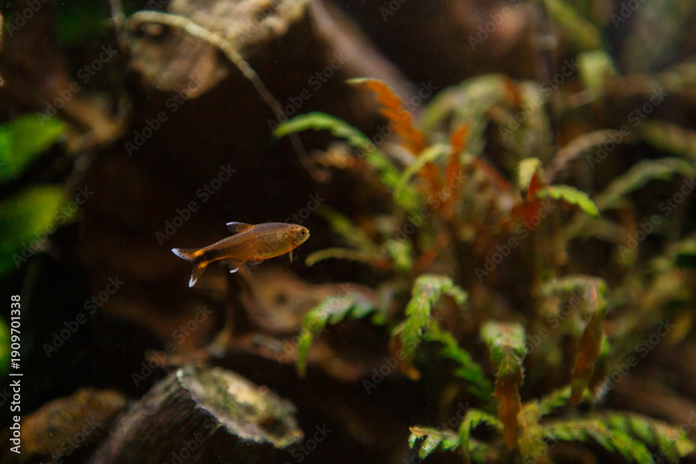 Obraz premium Small aquarium fish swimming peacefully in freshwater habitat