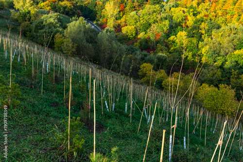 A scenic hillside field with neatly aligned plants supported by wooden stakes, set against a vibrant green forest landscape in Scarborough, Canada