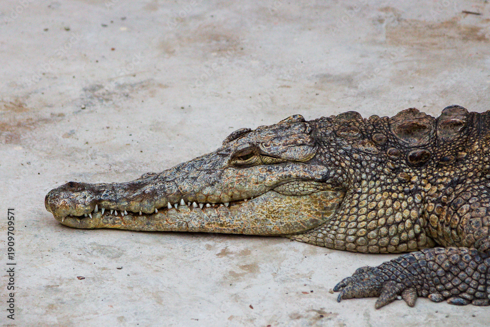Fototapeta premium Alligator resting on walkway, Black River, Jamaica