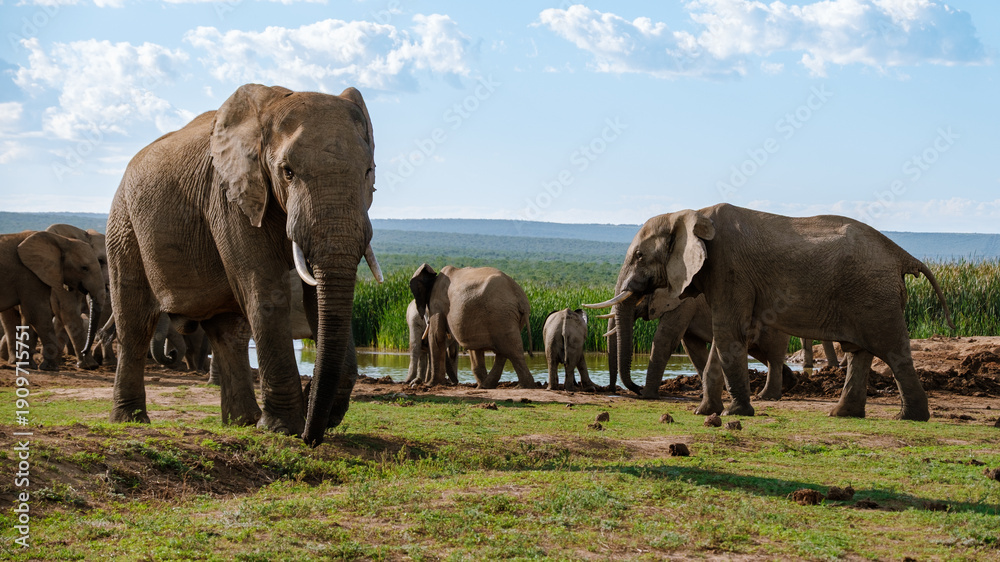 Fototapeta premium Majestic elephants wandering in Addo Elephant Park, South Africa, under a bright blue sky