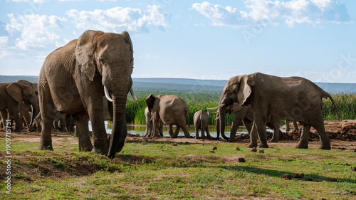 Majestic elephants wandering in Addo Elephant Park, South Africa, under a bright blue sky