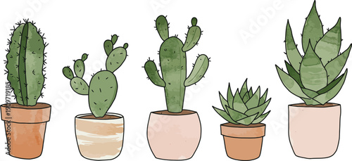 Five different types of cacti and succulents in terra cotta and white pots