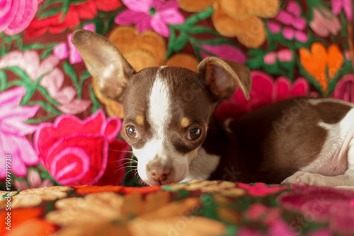 San Miguel de Allende, Mexico. Chihuahua puppy on a colorful Mexican pillow